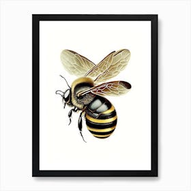 Insect Bee Vintage Art Print