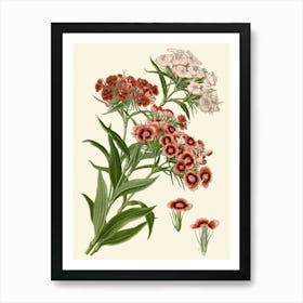 Geraniums 8 Art Print