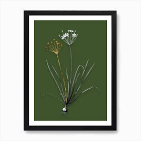 Vintage Allium Straitum Black and White Gold Leaf Floral Art on Olive Green n.0397 Art Print