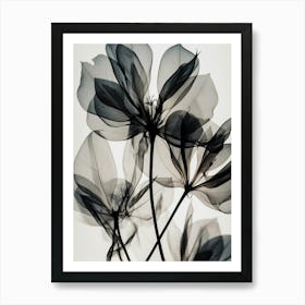 Black White Photograph Flower Art Print