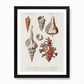 Different Types Of Mollusks, Charles Dessalines D'Orbigny 4 Art Print