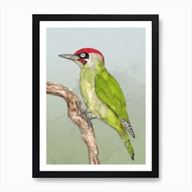 Green woodpecker Art Print