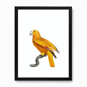 Vintage Parrot Of Paradise Of Cuba Bird Illustration on Pure White Art Print