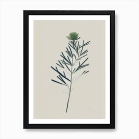 Juniper Herb Simplicity Art Print