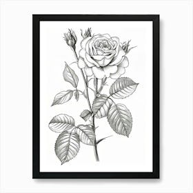 Roses Sketch 47 Art Print