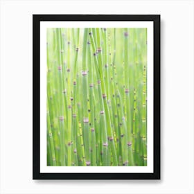 Botanical spring green bamboo - summer nature and Japan travel photography by Christa Stroo Photography Art Print