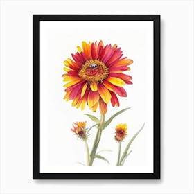 Blanket Flower Wildflower Watercolour Art Print