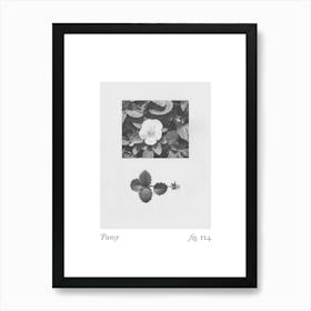 Pansy Botanical Collage 2 Art Print