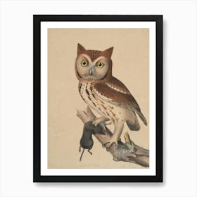 Owl Perched On Branch Art Print