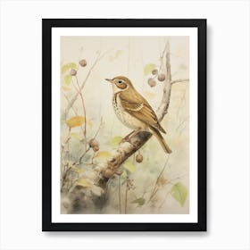 Vintage Bird Drawing Hermit Thrush 3 Art Print