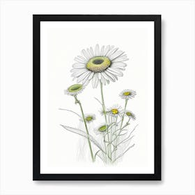 Oxeye Daisy Floral Quentin Blake Inspired Illustration 1 Flower Art Print