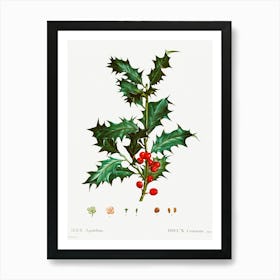 Common Holly, Pierre Joseph Redoute Art Print