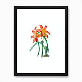 Vintage Meadow Habranthus Flower Botanical Illustration on Pure White n.0108 Art Print