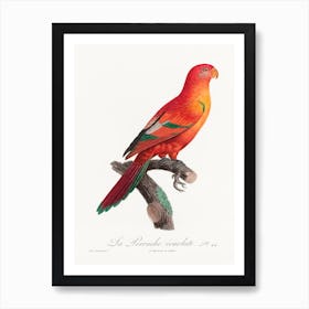 The Crimson Shining Parrot, From Natural History Of Parrots, Francois Levaillant Art Print