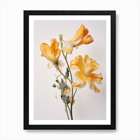 Pressed Flower Botanical Art Freesia 4 Art Print