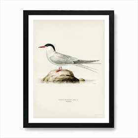 Arctic Tern (Sterna Paradisaea), The Von Wright Brothers Art Print