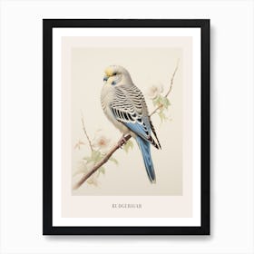 Vintage Bird Drawing Budgerigar 2 Poster Art Print
