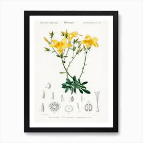 Yellow Flax (Linum Glandulosum), Charles Dessalines D' Orbigny Art Print