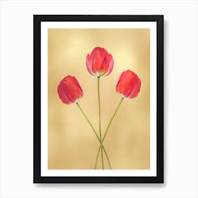 Three Red Tulips Art Print