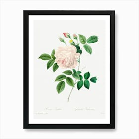 White Rose, Pierre Joseph Redoute 1 Art Print