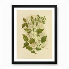 Hyacinth Art Print