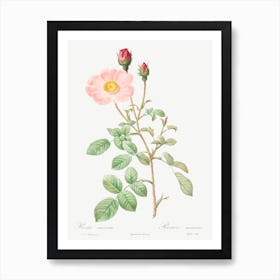 Musk Rose, Pierre Joseph Redoute 1 Art Print