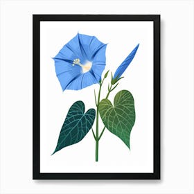 Morning Glory Flower Art Print