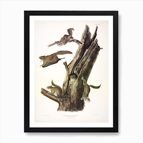 Common Flying Squirrel, John James Audubon Art Print