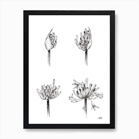 Black and White Life of the Agapanthus Art Print