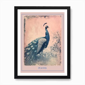 Pink & Blue Peacock Cyanotype Style 4 Poster Art Print