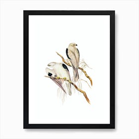 Vintage Square Tailed Kite Bird Illustration on Pure White 1 Art Print