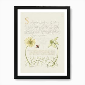 Black Cumins And Insect From Mira Calligraphiae Monumenta, Joris Hoefnagel Art Print