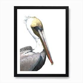 Pelican Watercolor Art Print