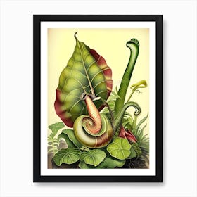 Malaysian Trumpet Snail  Botanical Art Print