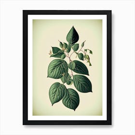 Lonicera Leaf Vintage Botanical Art Print