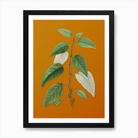 Vintage Balsam Poplar Leaves Botanical on Sunset Orange Art Print