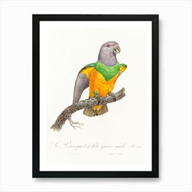 Senegal Parrot From Natural History Of Parrots, Francois Levaillant Art Print