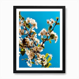 Under Cherry Blossom Art Print