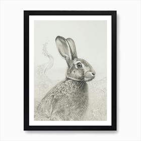 New Zealand Rabbit Drawing 2 Art Print