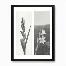 Gladiolus Flower Photo Collage 1 Art Print