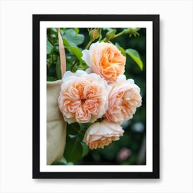 English Roses Painting Rose In A Pocket 2 Art Print