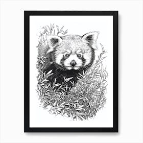 Red Panda Hiding In Bushes Ink Illustration 1 Art Print