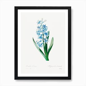 Blue Hyacinth, Pierre Joseph Redouté  Art Print