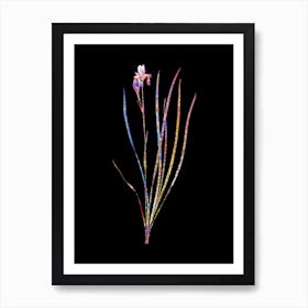 Stained Glass Siberian Iris Mosaic Botanical Illustration on Black n.0341 Art Print