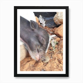 Pig Sleeping 1 Art Print