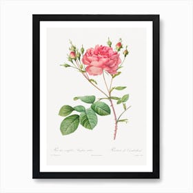 Rosa Centifolia Anglica Rubra, Pierre Joseph Redouté Art Print