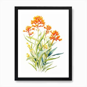 Butterfly Weed Wildflower In Watercolor  (1) Art Print