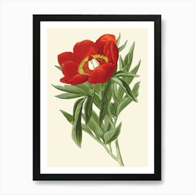 Red Tulip Art Print