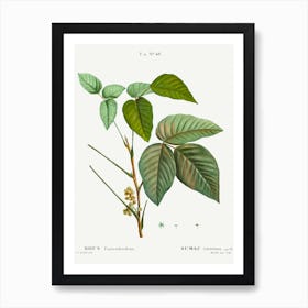 Poison Ivy, Pierre Joseph Redoute Art Print