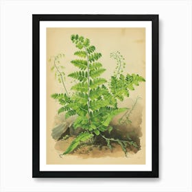 Vintage Illustration Southern Maidenhair Fern 3 Art Print